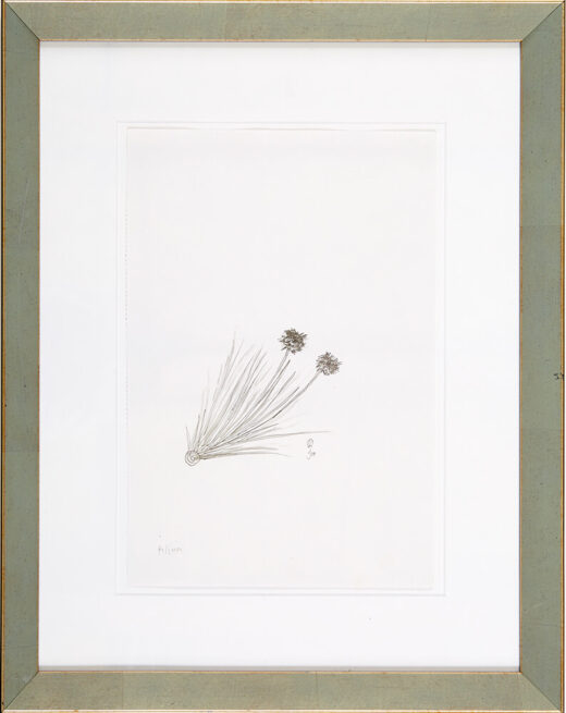 “Alium” is an original drawing by chef and artist Jacques Pepin
