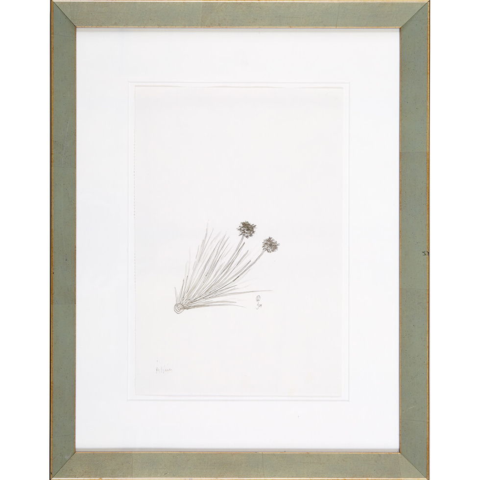 “Alium” is an original drawing by chef and artist Jacques Pepin