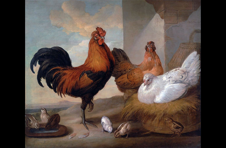 Roosters and Chickens in Art History: “Domestic Cock, Hens and Chicks” by Francis Barlow