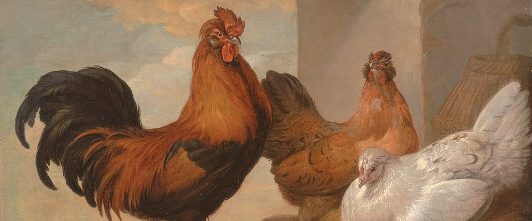 Chickens and Roosters in Art History: Francis Barlow “Domestic Cock, Hens and Chicks”