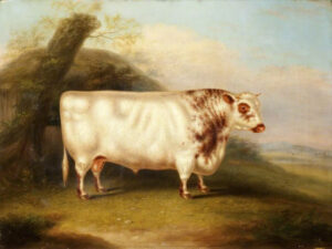 Farm Animals in Art History: Henry Stafford: “Shorthorn Bull”