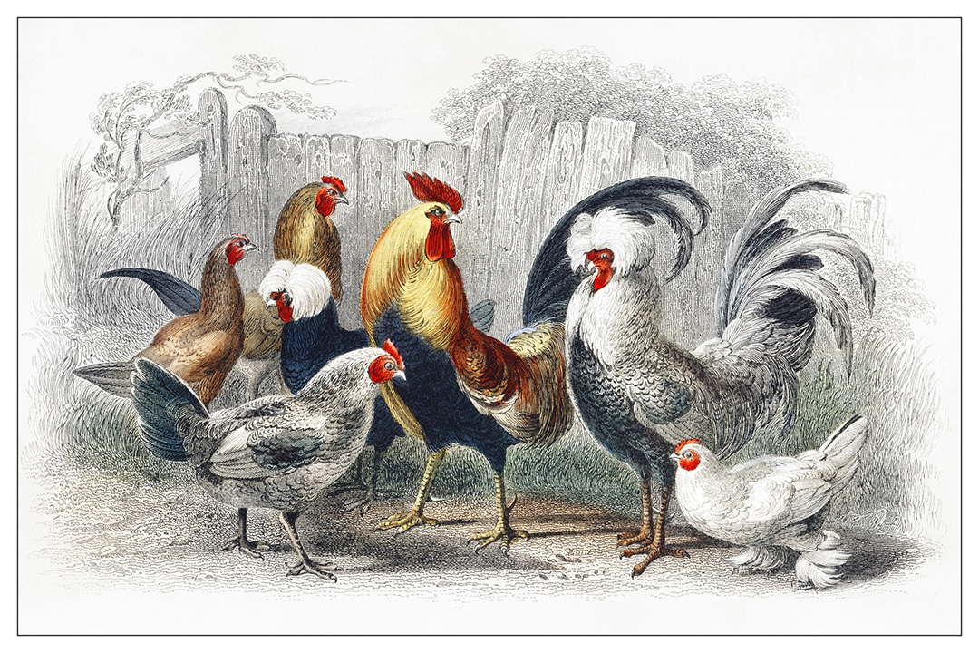 Huhner Vogel Vintage “Chickens and Hens Engraving”