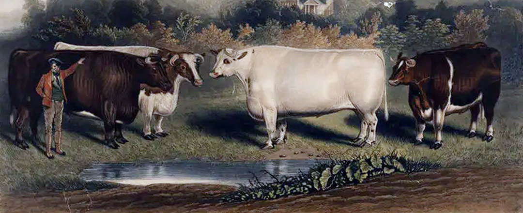 Farm Animals in Art History: John Porter: “A Herd of Cows”