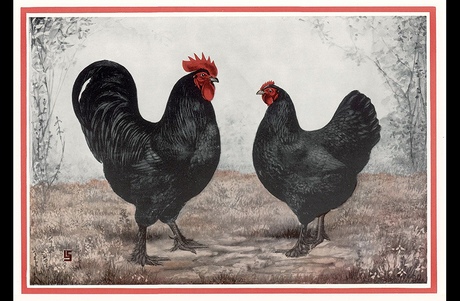 Roosters and Chickens in Art History: “Black Langshan's” by L.A. Stahmer