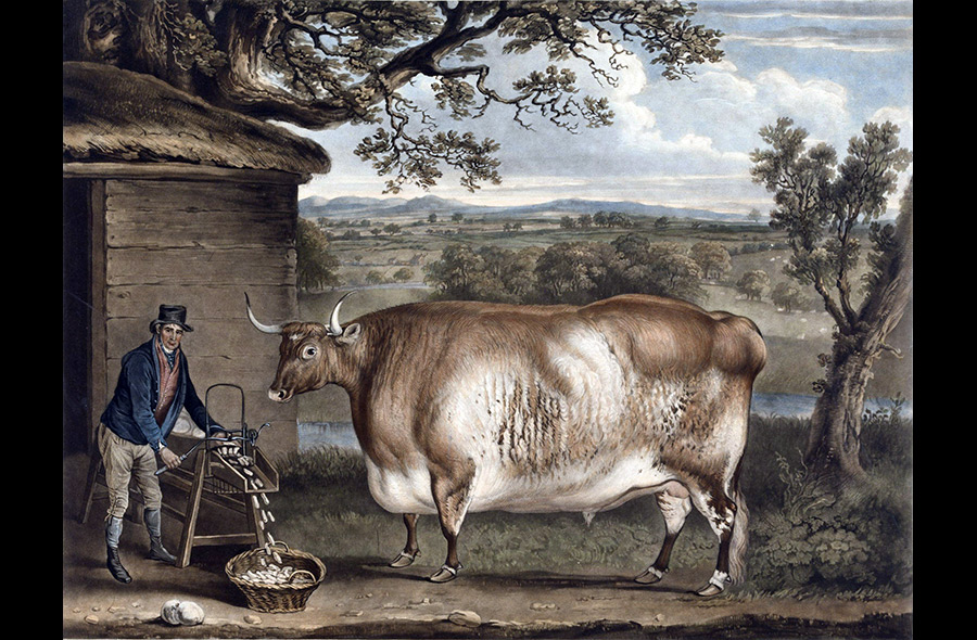Farm Animals in Art History: Unknown Artist