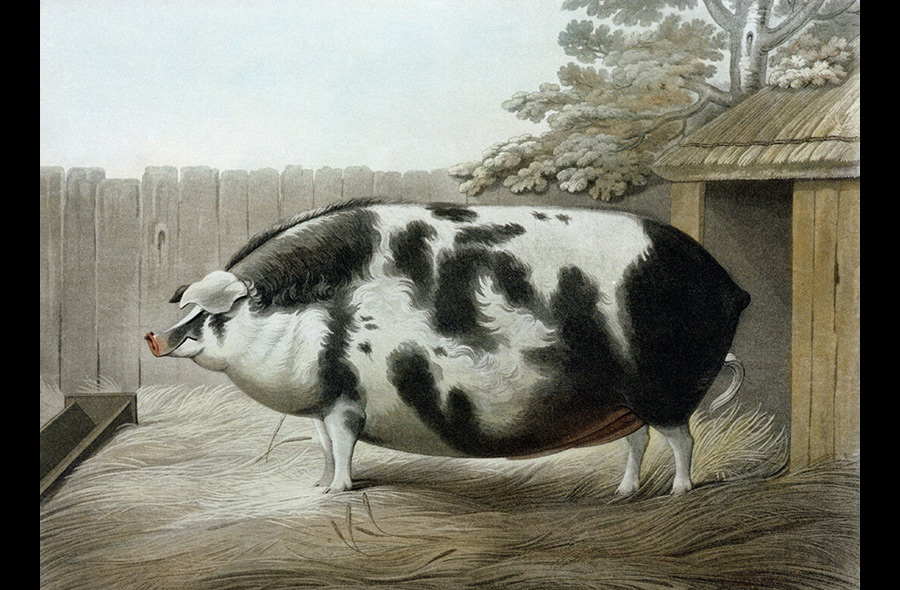 Farm Animals in Art History: W. Gwynn and W. Wright: “A Shropshire Pig”