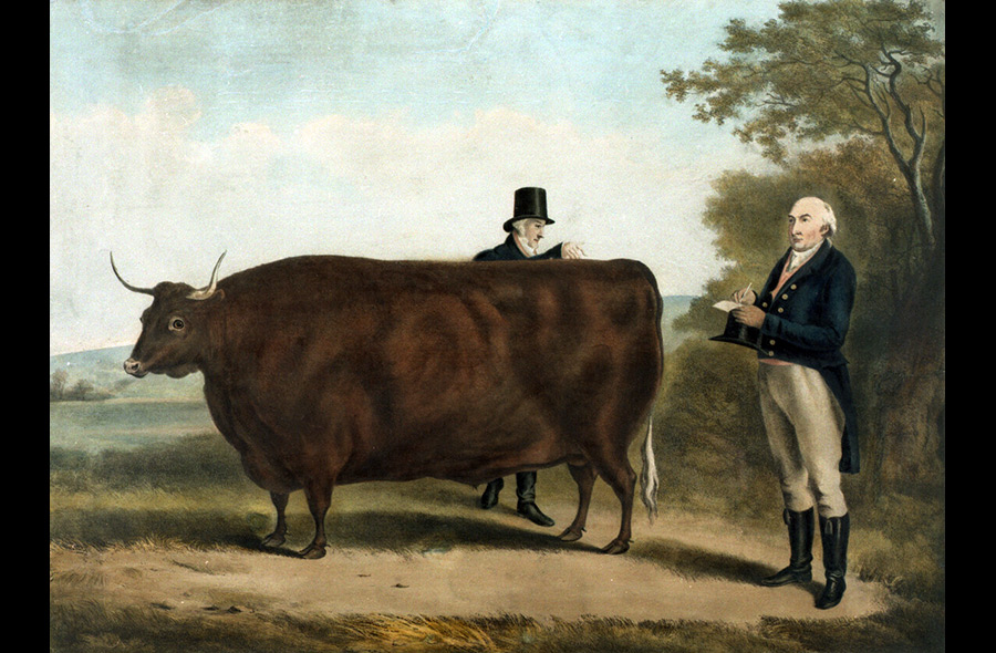 Farm Animals in Art History: W.H. Davis: “D.W. Coke and North Devon Ox”