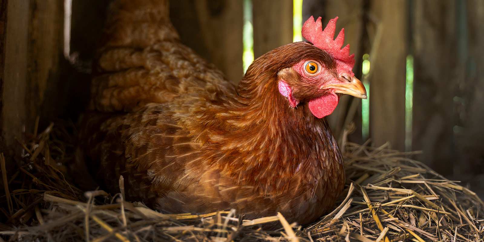 Jacques Pépin’s Hometown, Bourg-en-Bresse, France is Noted for its Poultry