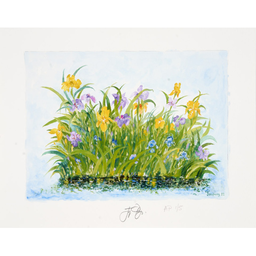 “Irises” is a signed limited edition “artist’s proof” (a proof for the artist to review before a larger print run is started. Signed “AP 1/5” by chef and artist Jacques Pépin.